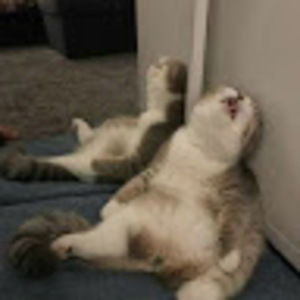 Meet your Posher, Ren